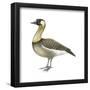 Hawaiian Goose (Branta Sandvicensis), Nene, Birds-Encyclopaedia Britannica-Framed Poster