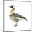 Hawaiian Goose (Branta Sandvicensis), Nene, Birds-Encyclopaedia Britannica-Mounted Poster