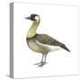 Hawaiian Goose (Branta Sandvicensis), Nene, Birds-Encyclopaedia Britannica-Stretched Canvas