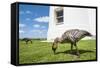 Hawaiian Goose (Nene) (Branta Sandvicensis)-Michael DeFreitas-Framed Stretched Canvas