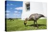 Hawaiian Goose (Nene) (Branta Sandvicensis)-Michael DeFreitas-Stretched Canvas