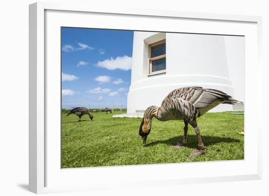 Hawaiian Goose (Nene) (Branta Sandvicensis)-Michael DeFreitas-Framed Photographic Print