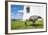 Hawaiian Goose (Nene) (Branta Sandvicensis)-Michael DeFreitas-Framed Photographic Print