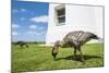 Hawaiian Goose (Nene) (Branta Sandvicensis)-Michael DeFreitas-Mounted Photographic Print