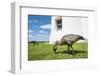 Hawaiian Goose (Nene) (Branta Sandvicensis)-Michael DeFreitas-Framed Photographic Print