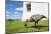 Hawaiian Goose (Nene) (Branta Sandvicensis)-Michael DeFreitas-Mounted Photographic Print