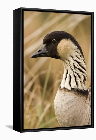 Hawaiian Goose-null-Framed Stretched Canvas