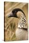 Hawaiian Goose-null-Stretched Canvas