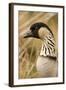 Hawaiian Goose-null-Framed Photographic Print