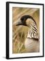 Hawaiian Goose-null-Framed Photographic Print