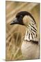 Hawaiian Goose-null-Mounted Photographic Print