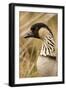 Hawaiian Goose-null-Framed Photographic Print