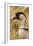 Hawaiian Goose-null-Framed Photographic Print