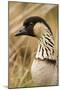 Hawaiian Goose-null-Mounted Photographic Print