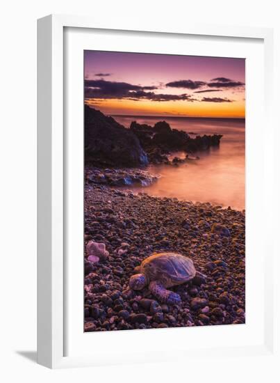 Hawaiian Green Sea Turtle on a Lava Beach at Sunset, Kohala Coast, the Big Island, Hawaii-Russ Bishop-Framed Photographic Print