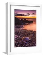 Hawaiian Green Sea Turtle on a Lava Beach at Sunset, Kohala Coast, the Big Island, Hawaii-Russ Bishop-Framed Photographic Print