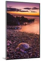 Hawaiian Green Sea Turtle on a Lava Beach at Sunset, Kohala Coast, the Big Island, Hawaii-Russ Bishop-Mounted Photographic Print