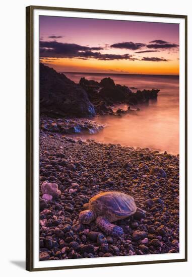 Hawaiian Green Sea Turtle on a Lava Beach at Sunset, Kohala Coast, the Big Island, Hawaii-Russ Bishop-Framed Premium Photographic Print