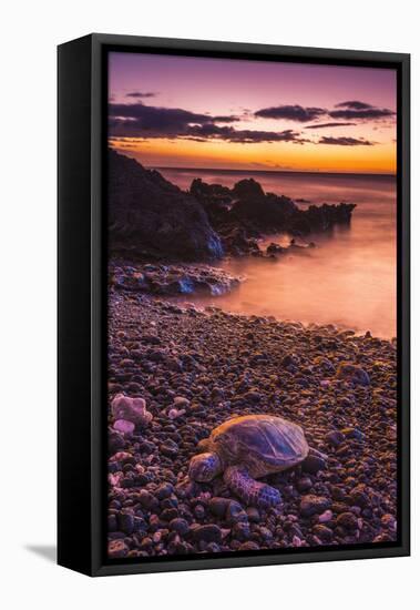 Hawaiian Green Sea Turtle on a Lava Beach at Sunset, Kohala Coast, the Big Island, Hawaii-Russ Bishop-Framed Stretched Canvas