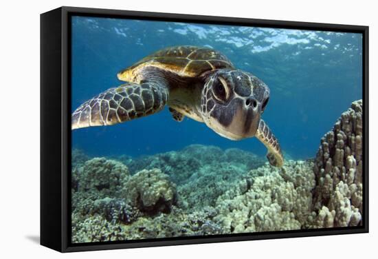 Hawaiian Green Sea Turtle-Swims with Fish-Framed Stretched Canvas