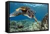 Hawaiian Green Sea Turtle-Swims with Fish-Framed Stretched Canvas