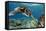 Hawaiian Green Sea Turtle-Swims with Fish-Framed Stretched Canvas