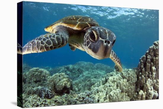 Hawaiian Green Sea Turtle-Swims with Fish-Stretched Canvas