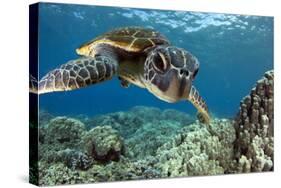 Hawaiian Green Sea Turtle-Swims with Fish-Stretched Canvas