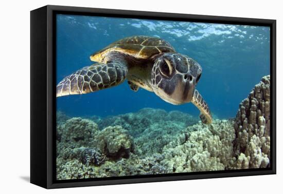 Hawaiian Green Sea Turtle-Swims with Fish-Framed Stretched Canvas