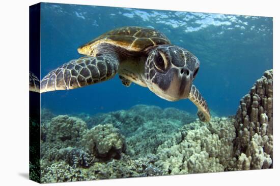 Hawaiian Green Sea Turtle-Swims with Fish-Stretched Canvas