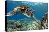 Hawaiian Green Sea Turtle-Swims with Fish-Stretched Canvas