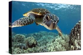 Hawaiian Green Sea Turtle-Swims with Fish-Stretched Canvas