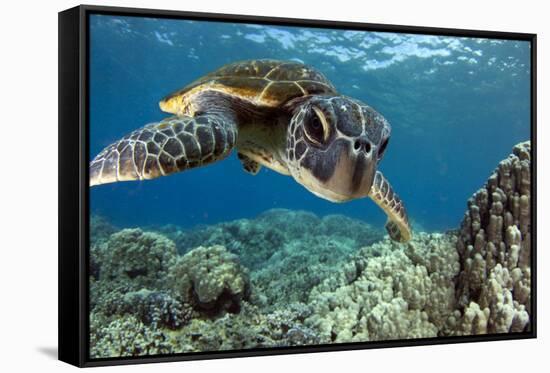 Hawaiian Green Sea Turtle-Swims with Fish-Framed Stretched Canvas