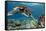 Hawaiian Green Sea Turtle-Swims with Fish-Framed Stretched Canvas