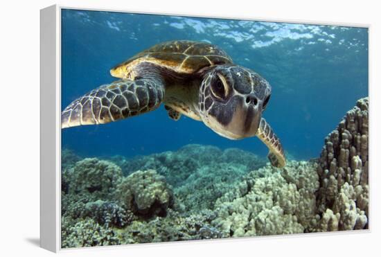 Hawaiian Green Sea Turtle-Swims with Fish-Framed Stretched Canvas