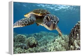 Hawaiian Green Sea Turtle-Swims with Fish-Framed Stretched Canvas