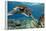 Hawaiian Green Sea Turtle-Swims with Fish-Framed Stretched Canvas