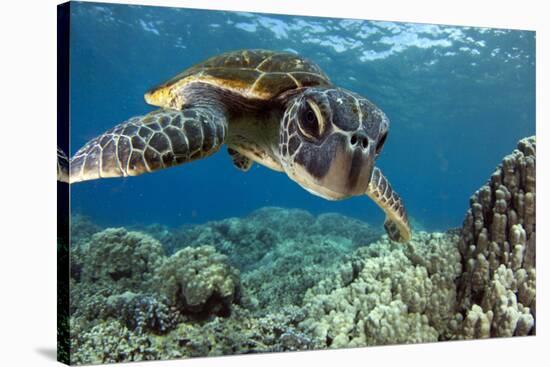 Hawaiian Green Sea Turtle-Swims with Fish-Stretched Canvas