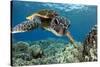 Hawaiian Green Sea Turtle-Swims with Fish-Stretched Canvas