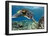 Hawaiian Green Sea Turtle-Swims with Fish-Framed Premium Photographic Print