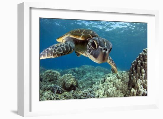 Hawaiian Green Sea Turtle-Swims with Fish-Framed Premium Photographic Print