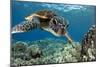 Hawaiian Green Sea Turtle-Swims with Fish-Mounted Premium Photographic Print