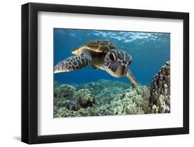 Hawaiian Green Sea Turtle-Swims with Fish-Framed Premium Photographic Print