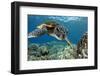 Hawaiian Green Sea Turtle-Swims with Fish-Framed Premium Photographic Print