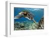 Hawaiian Green Sea Turtle-Swims with Fish-Framed Premium Photographic Print