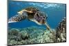 Hawaiian Green Sea Turtle-Swims with Fish-Mounted Premium Photographic Print
