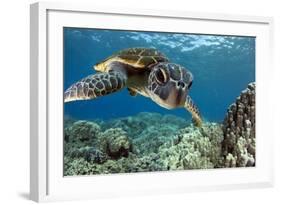 Hawaiian Green Sea Turtle-Swims with Fish-Framed Photographic Print