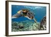 Hawaiian Green Sea Turtle-Swims with Fish-Framed Photographic Print