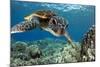 Hawaiian Green Sea Turtle-Swims with Fish-Mounted Photographic Print