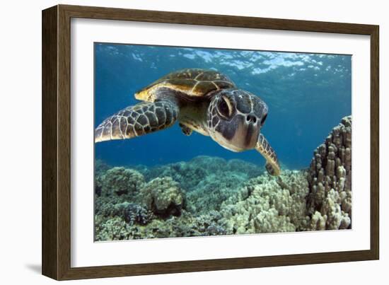 Hawaiian Green Sea Turtle-Swims with Fish-Framed Photographic Print